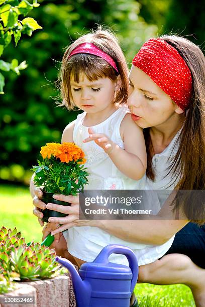 Frontlets 12 Frontlets Stock Photos, High-Res Pictures, and Images - Getty Images