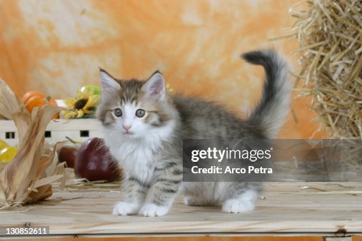 Norwegian Forest Cat, kitten, cinnamon-tabby-mackerel/white