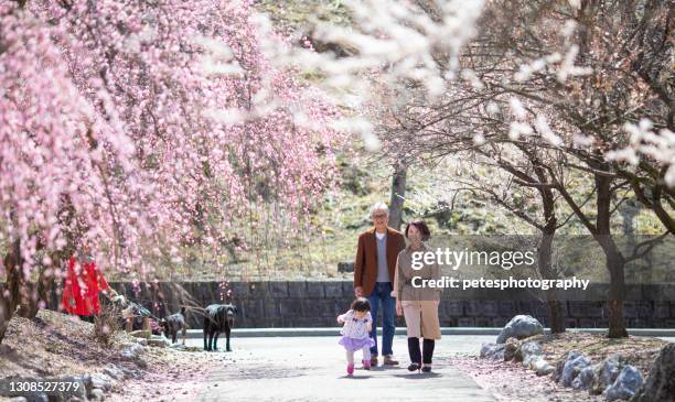 senior couple with their grandchild in plum blossom park - retirement background stock pictures, royalty-free photos & images