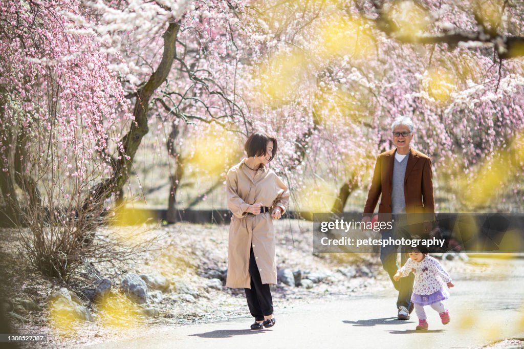 Senior couple with their grandchild in Plum blossom park