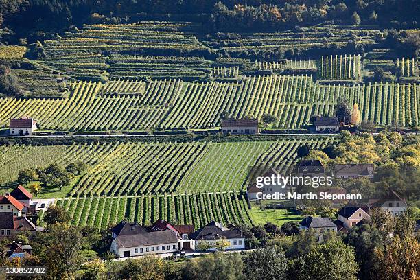 vineyards around ruehrsdorf, rossatz-arnsdorf district, wachau, mostviertel, must quarter, lower austria, austria, europe - rossatz stock pictures, royalty-free photos & images