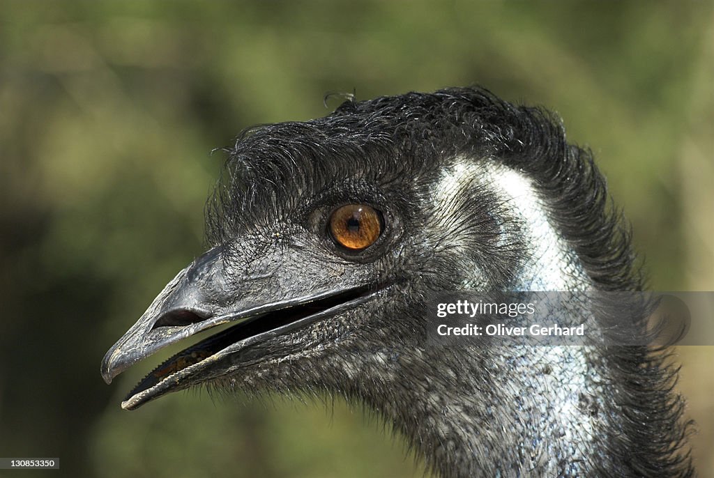 Emu, State of Victoria, Australia