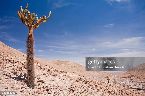 bleaker mountainside with cactus, chile, south america - southernly stock pictures, royalty-free photos & images