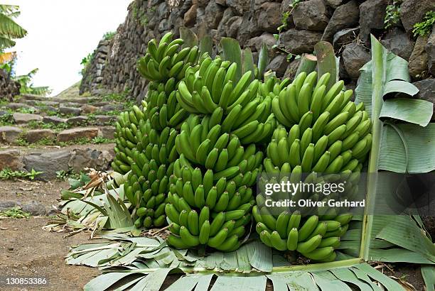 freshly harvested banana waiting for transport, la gomera island, canary islands, spain, europe - gomera bildbanksfoton och bilder