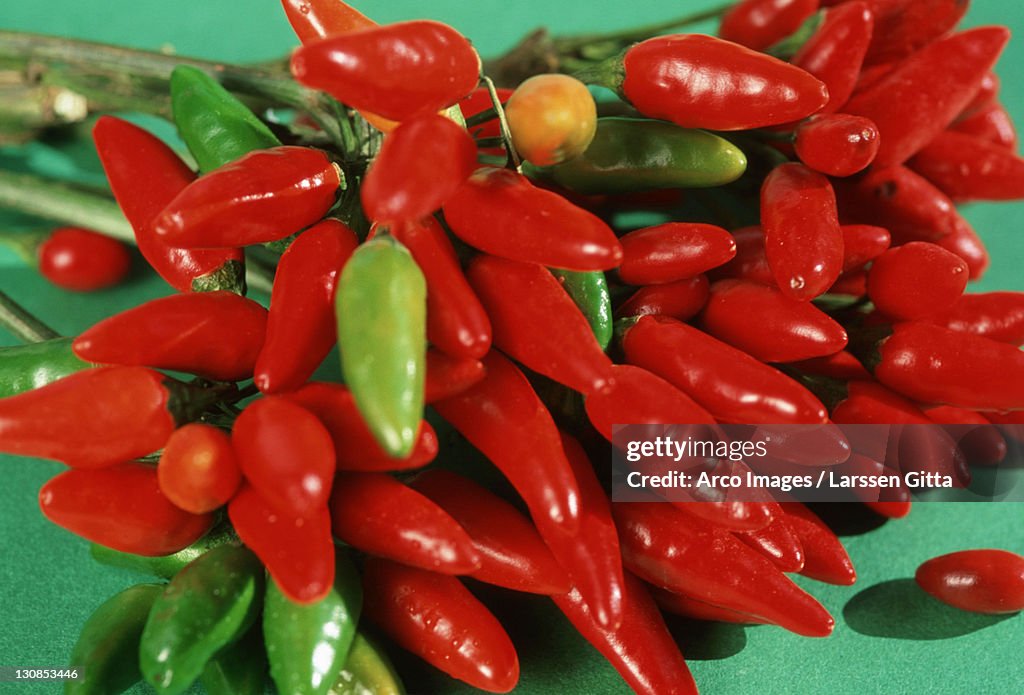 Hot Chilis (Capsicum frutescens) Piri-Piri