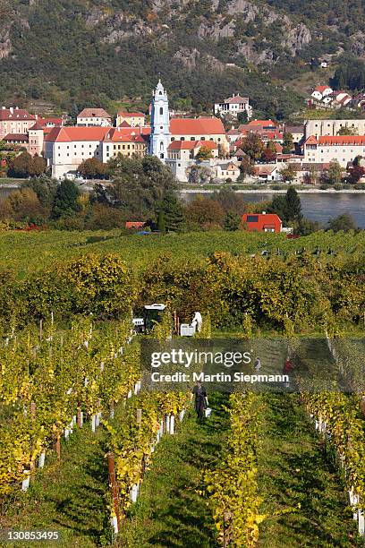 duernstein, view over vineyards near rossatz and the danube river, wachau valley, waldviertel region, mostviertel region, lower austria, austria, europe - rossatz stock pictures, royalty-free photos & images