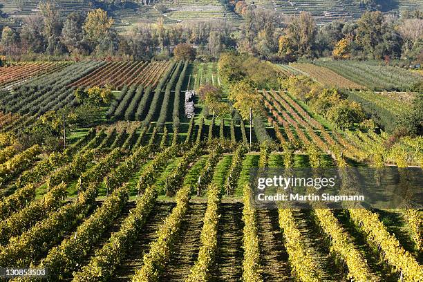 vineyards near rossatz, danube river, wachau valley, mostviertel region, lower austria, austria, europe - rossatz stock pictures, royalty-free photos & images