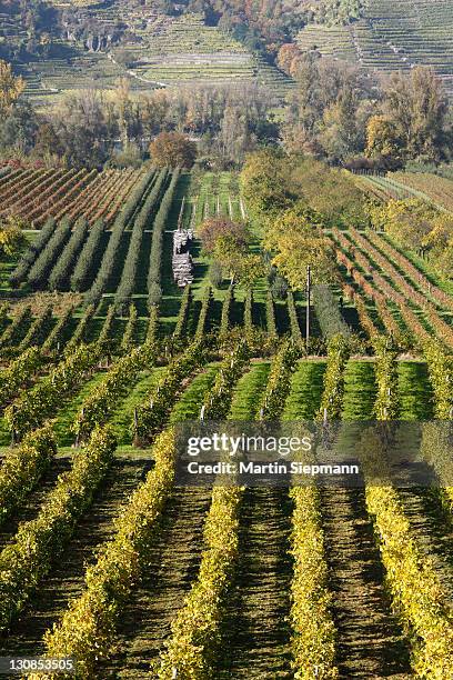 vineyards near rossatz, danube river, wachau valley, mostviertel region, lower austria, austria, europe - rossatz stock pictures, royalty-free photos & images