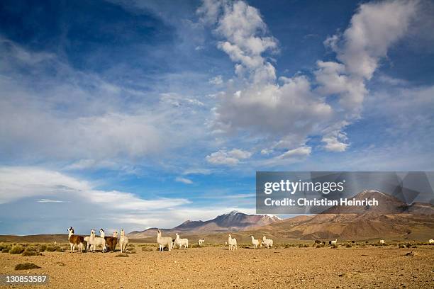 mountain landscape with llamas (lama glama) and alpacas (vicugna pacos) in national park lauca on the way to national park reserva nacional las vicunas, chile, south america - southernly stock pictures, royalty-free photos & images