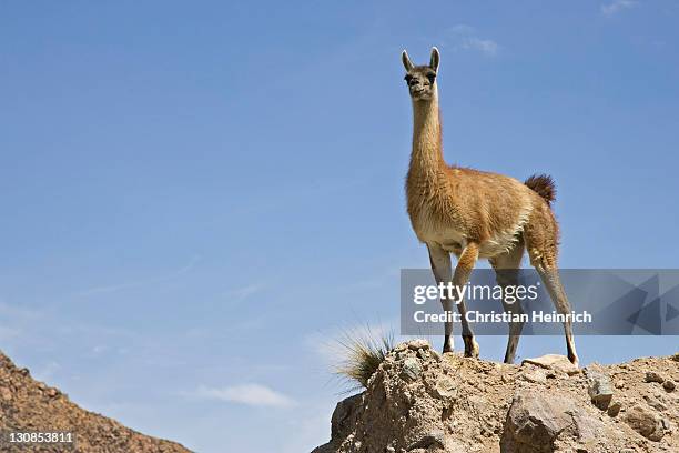 guanaco (lama guanicoe) at the rocks, national park lauca, chile, south america - southernly stock pictures, royalty-free photos & images