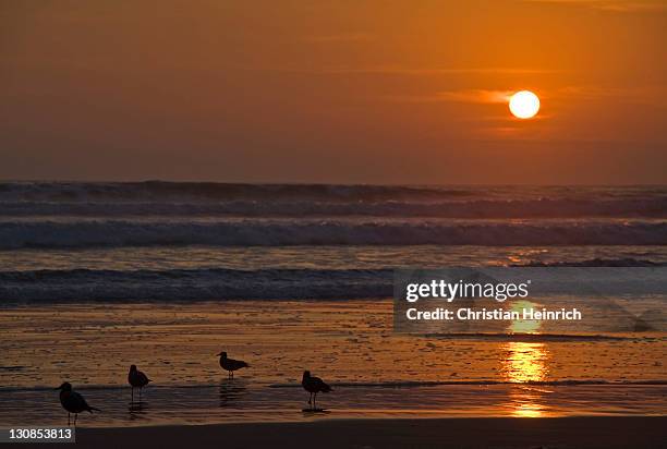 sunset with sea gulls at the beach from arica, pacific, north of chile, south america - southernly stock pictures, royalty-free photos & images