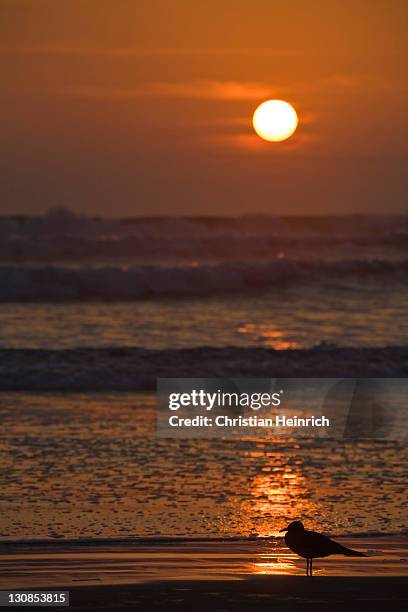 sunset with sea gull at the beach from arica, pacific, north of chile, south america - southernly stock pictures, royalty-free photos & images