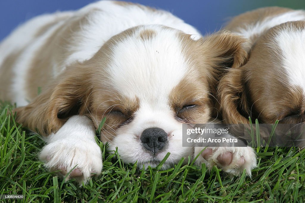 Cavalier King Charles Spaniel puppy, 8 weeks, Blenheim