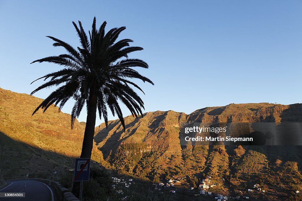Palm tree, upper Valle Gran Rey valley, La Gomera island, Canary Islands, Spain, Europe