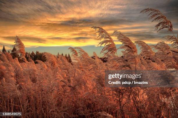 Landscape Field Reeds 7,042 Reeds Sunset Stock Photos, High-Res Pictures, and Images - Getty ...