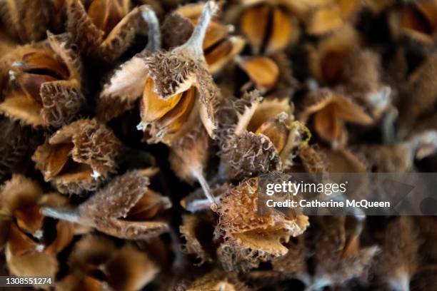 beechnut husks with nuts & seeds - nussschale stock-fotos und bilder