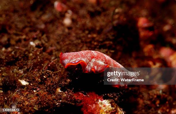 marine flatworm (plathelminthes sp.), komodo national park, indian ocean, indonesia - marine flatworm stock pictures, royalty-free photos & images
