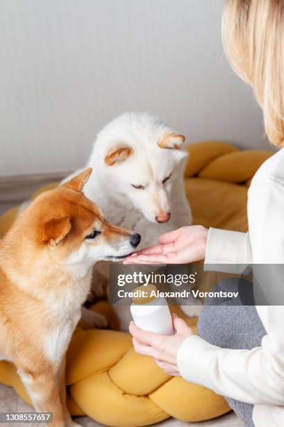 woman giving her dogs vitamins - shiba inu adult stock pictures, royalty-free photos & images