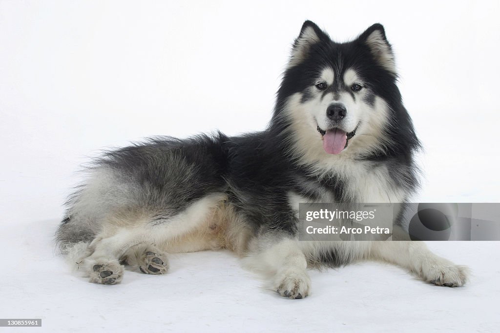 Alaskan Malamute