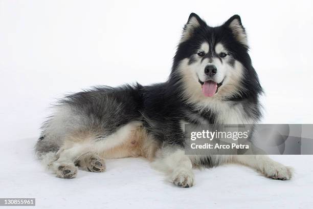 alaskan malamute - malamute stock pictures, royalty-free photos & images