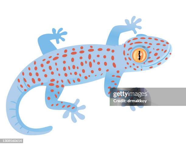tokay gecko - tokay gecko stock illustrations