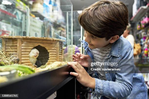 young caucasian boy looking at guinea pig in pet shop - pet shop stock pictures, royalty-free photos & images