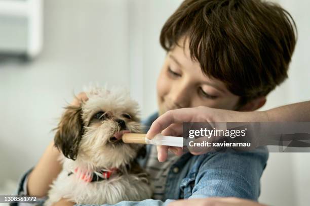young boy holding puppy while receiving oral medication - lap dog stock pictures, royalty-free photos & images