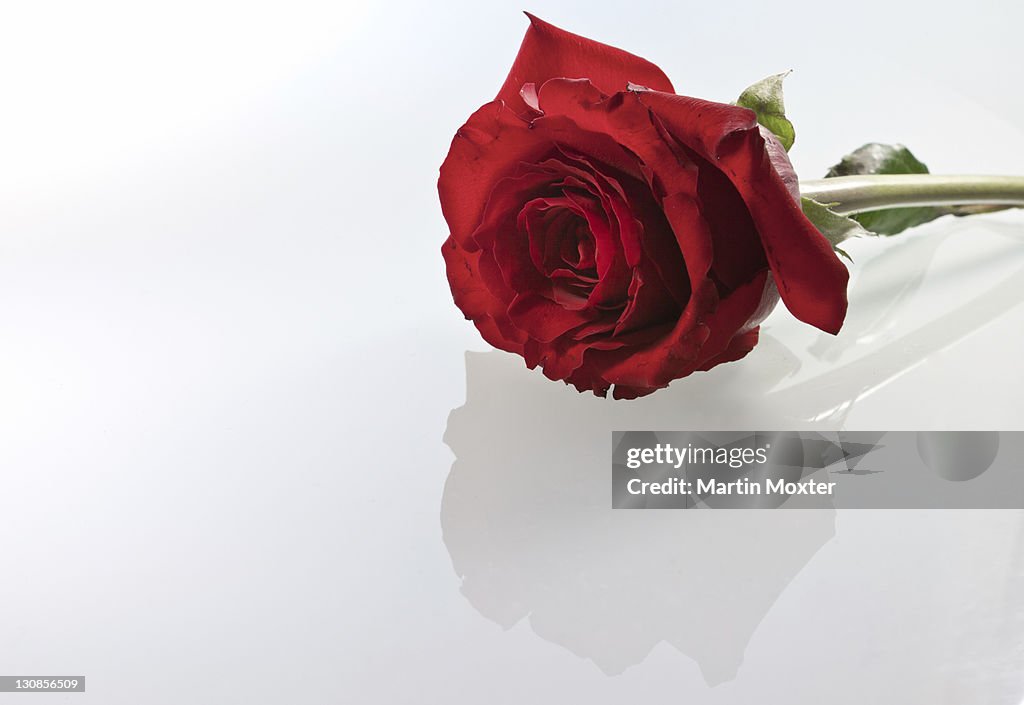 Red rose against white