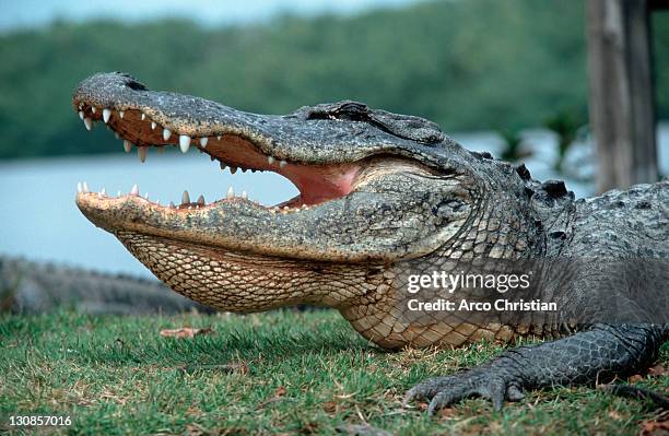 american alligator, everglades national park, florida, usa (alligator mississippiensis) - alligator mississippiensis stock pictures, royalty-free photos & images