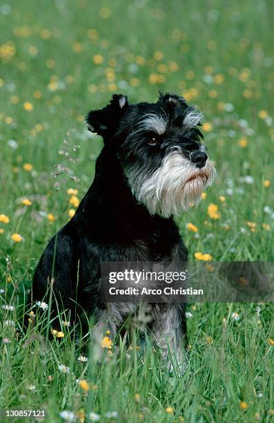 miniature schnauzer, black-silver - schnauzer imagens e fotografias de stock