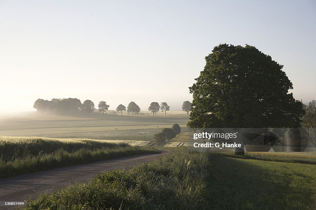 Morning atmosphere with lime (Tilia) and road in fog, Saxony, Germany, Europe