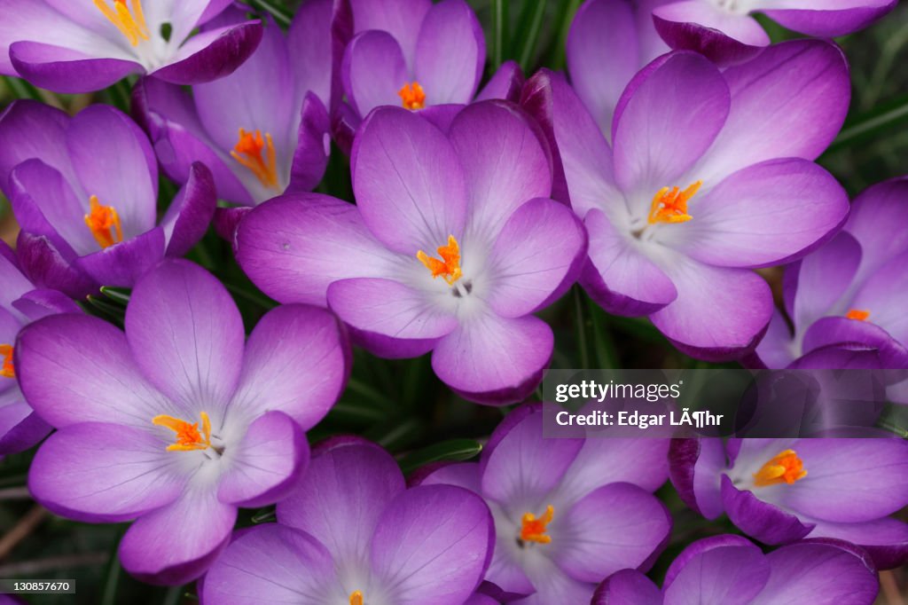 Blooming Crocuses (Crocus) in spring
