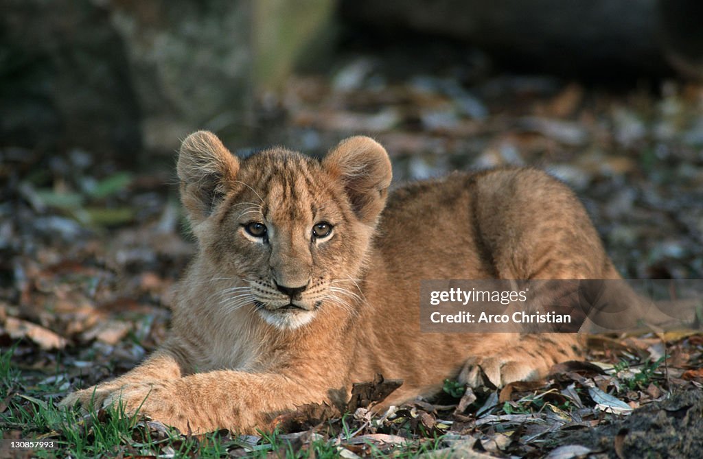 African Lion, cub (Panthera leo)
