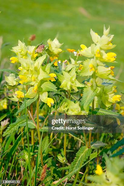 flowerd of rhinatus alecirilophus, scrophulariaceae - florish stock pictures, royalty-free photos & images