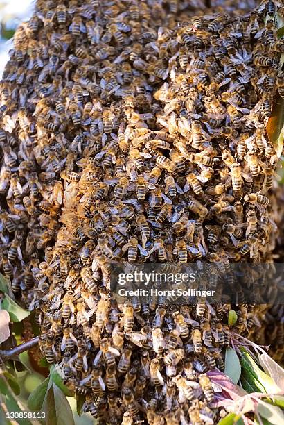 Apple Bee Insect 719 Apple Bee Stock Photos, High-Res Pictures, and Images - Getty Images