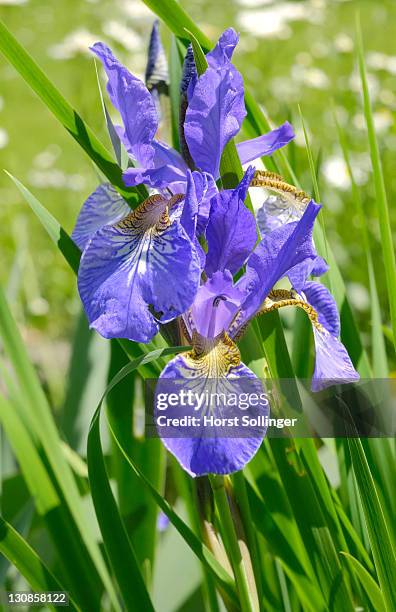 flowers of iris sibirica, iridaceae - florish stock pictures, royalty-free photos & images