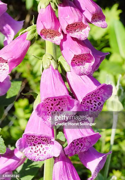flowers of red foxgloves, digitalis purpurea l, ; scrophulariaceae - florish stock pictures, royalty-free photos & images