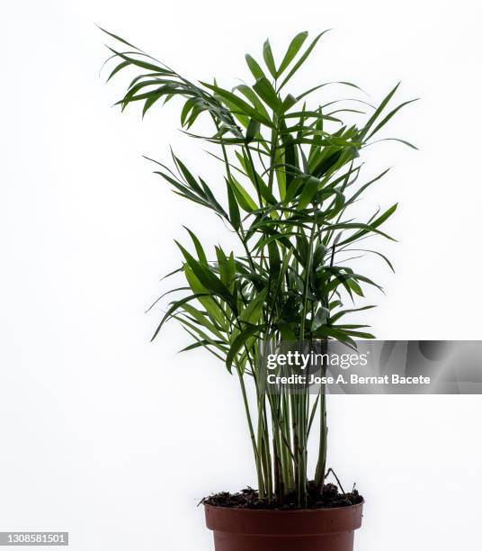 close-up of areca (chrysalidocarpus lutescens), arecaceae in a flowerpot on a white background cut-out. - areca stock pictures, royalty-free photos & images