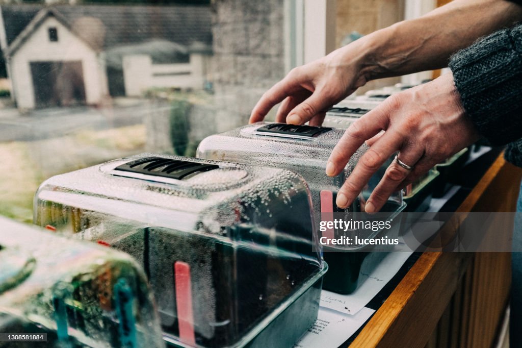 Indoor seed germination