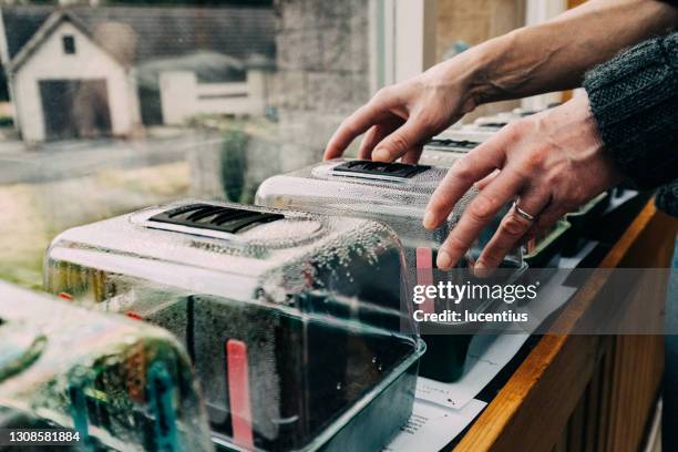 indoor seed germination - peitoril de janela imagens e fotografias de stock