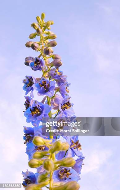 blue flowers of larkspur, delphinium elatum, against blue sky - florish stock pictures, royalty-free photos & images