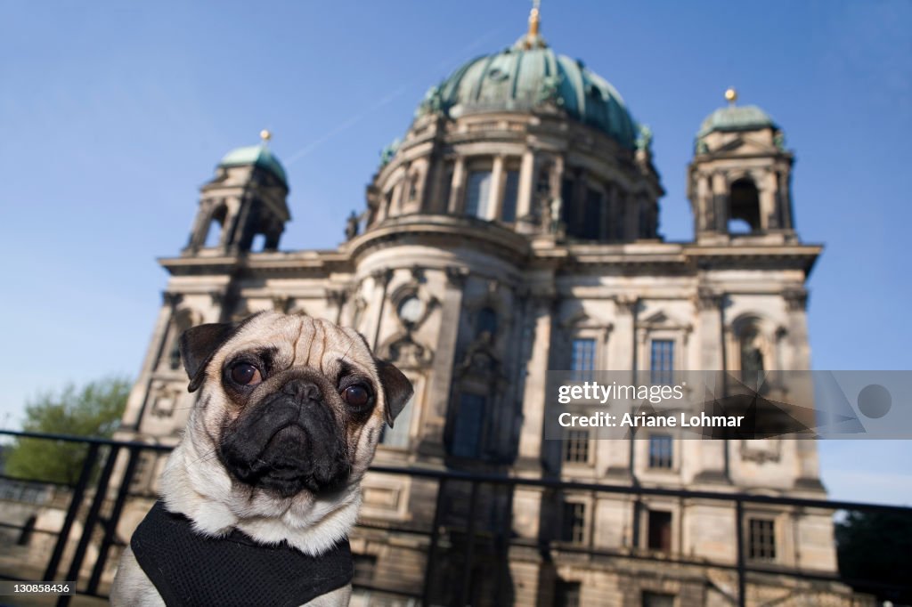 Young pug in front of the cathedral in Berlin, Mitte, Germany, Europe