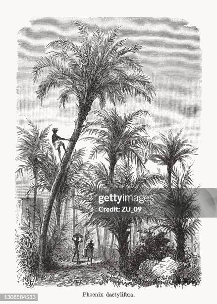 date palms (phoenix dactylifera), wood engraving, published in 1893 - date palm tree stock illustrations