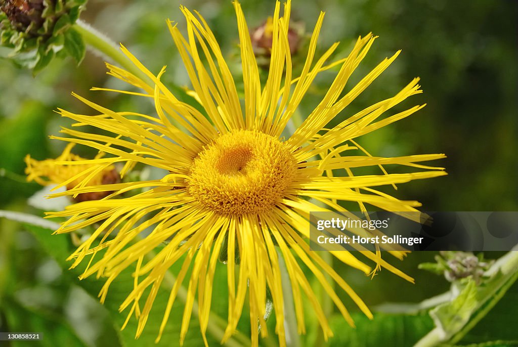 Flower of alant inula helenium compositaceae asteraceae