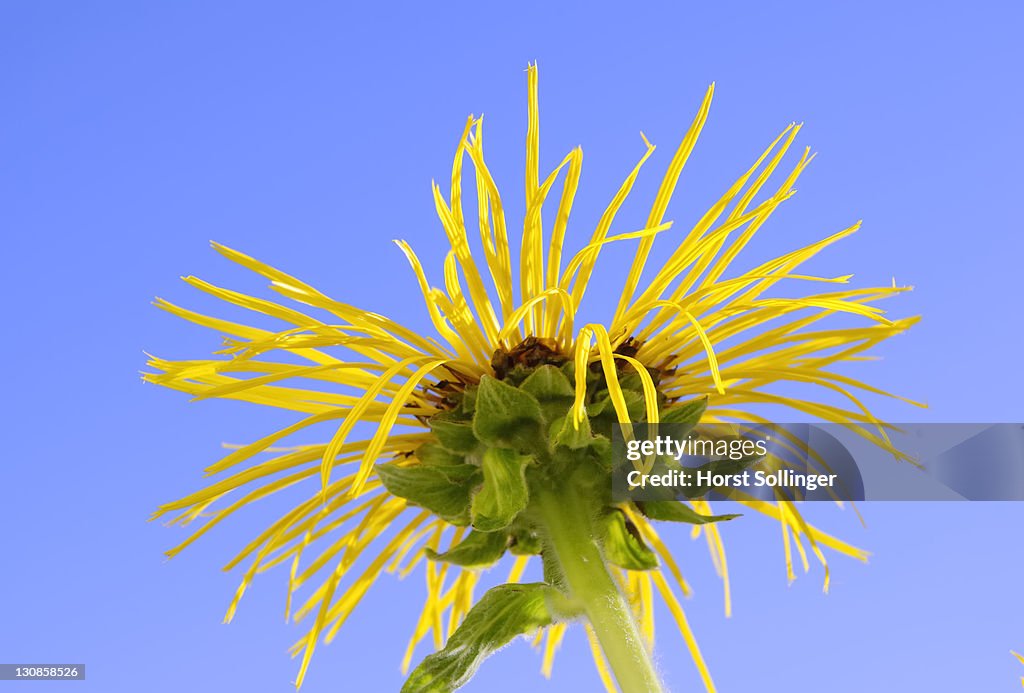 Flower of alant inula helenium compositaceae asteraceae