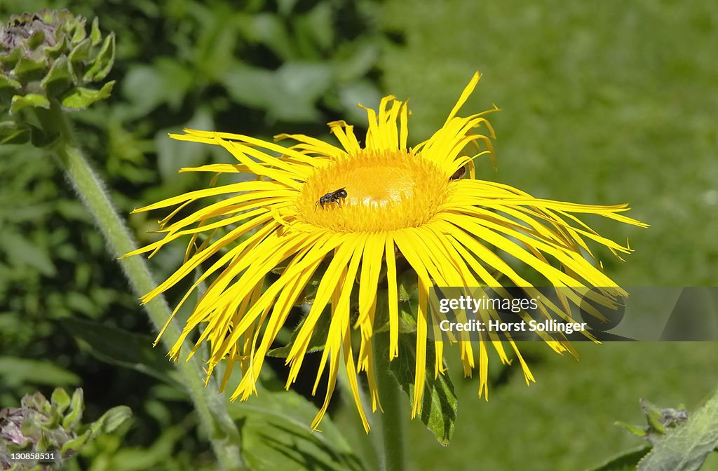 Flower of Inula helenium, Compositacea with solitary bee