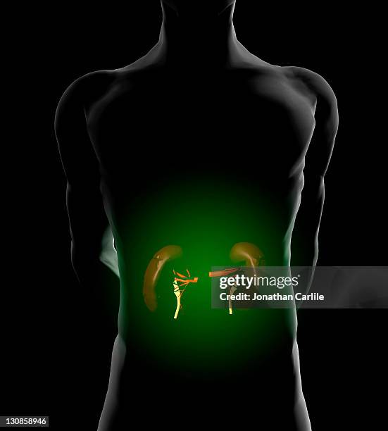 Viscmes Vector 66 Viscus Stock Photos, High-Res Pictures, and Images - Getty Images
