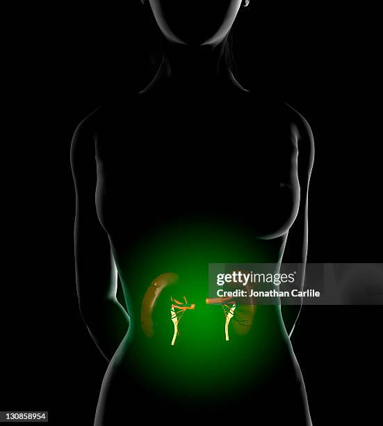 Viscmes Vector 66 Viscus Stock Photos, High-Res Pictures, and Images - Getty Images