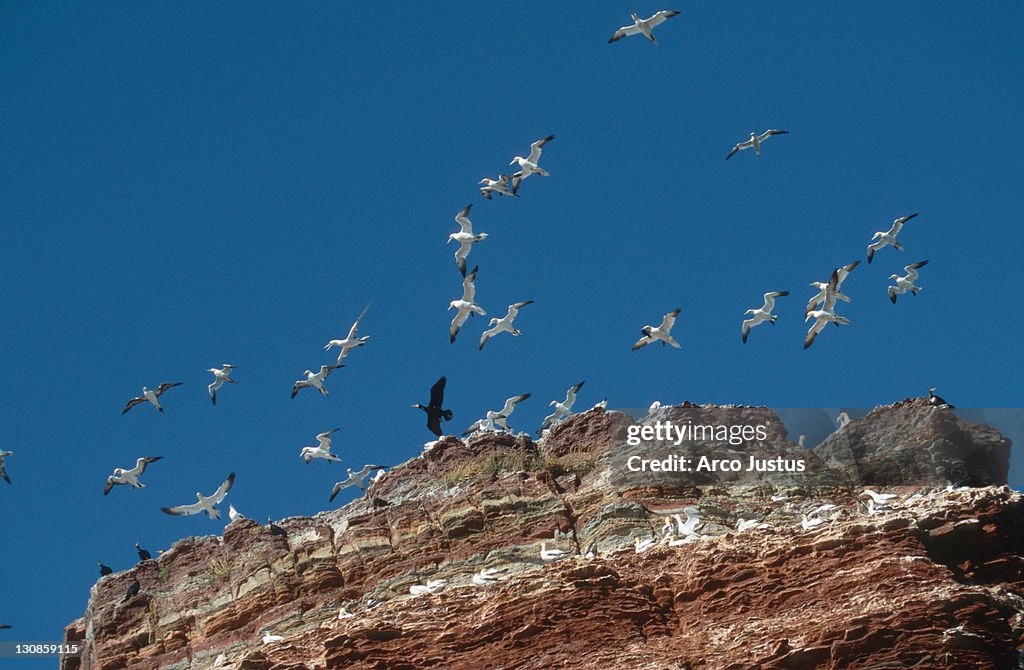 Northern Gannets at birdrock, Helgoland, Schleswig-Holstein, Germany (Morus bassanus, Sula bassana)