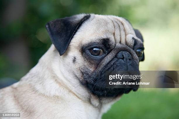 portrait of a young pug - pug portrait stock pictures, royalty-free photos & images